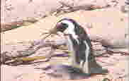 Pinguine in Suedafrika