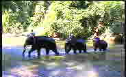 Elefantencamp Thailand