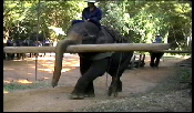 Elefantenkamp Nordthailand