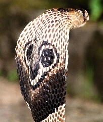 Cobra-Schlange in Colombo