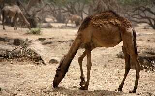 wilde Kamele im Oman